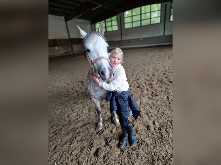 Welsh A (Mountain Pony) Mare 6 years 12 hh Gray-Dapple in HerfordHerford