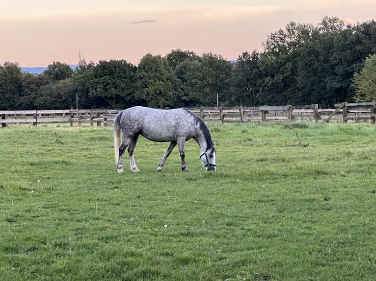 Welsh A (Mountain Pony) Mare 6 years 12 hh Gray-Dapple in HerfordHerford