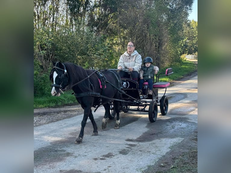 Welsh A (Mountain Pony) Mare 7 years 11,1 hh Black in Hatzenbach