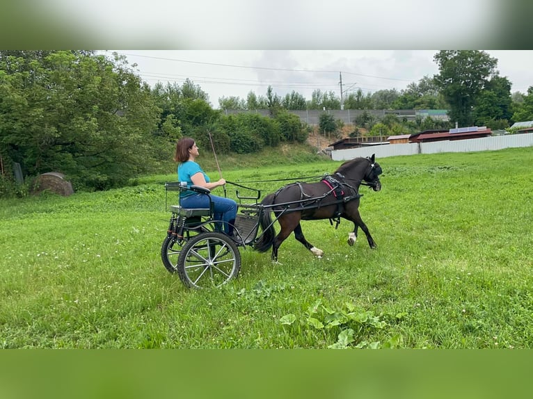 Welsh A (Mountain Pony) Mare 7 years 11,1 hh Black in Hatzenbach