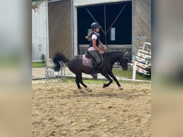 Welsh A (Mountain Pony) Mare 7 years 11,1 hh Black in Hatzenbach