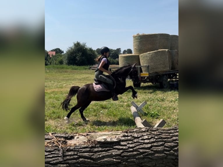 Welsh A (Mountain Pony) Mare 7 years 11,1 hh Black in Hatzenbach