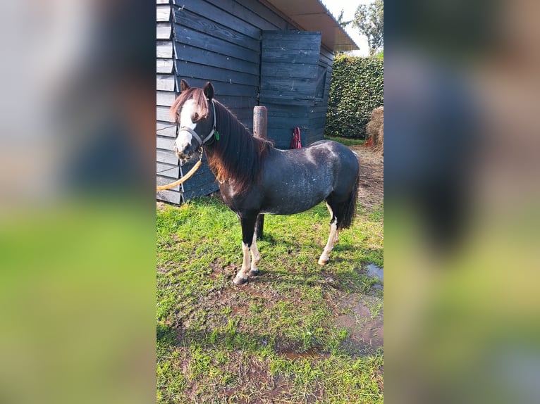 Welsh A (Mountain Pony) Mare 7 years 11,1 hh Roan-Blue in Markelo