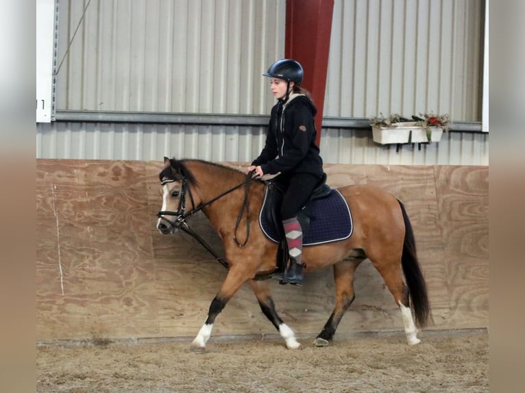 Welsh A (Mountain Pony) Mare 7 years 11,2 hh Dun in Wildeshausen