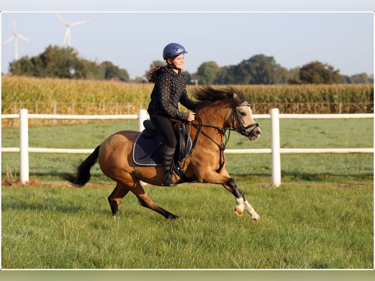 Welsh A (Mountain Pony) Mare 7 years 11,2 hh Dun in Wildeshausen