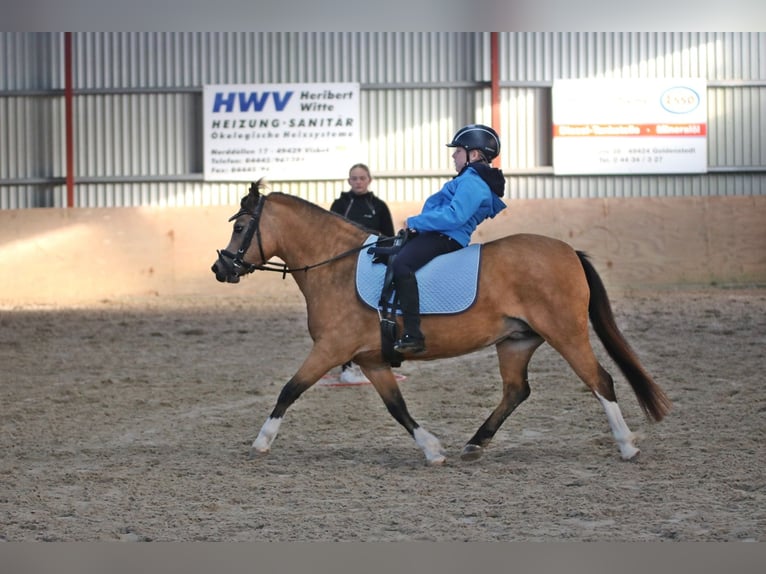 Welsh A (Mountain Pony) Mare 7 years 11,2 hh Dun in Wildeshausen