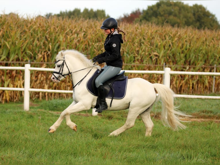 Welsh A (Mountain Pony) Mare 7 years 11,2 hh Dun in Wildeshausen