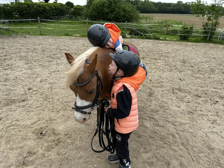 Welsh A (Mountain Pony) Mare 7 years 11,2 hh in Blekendorf