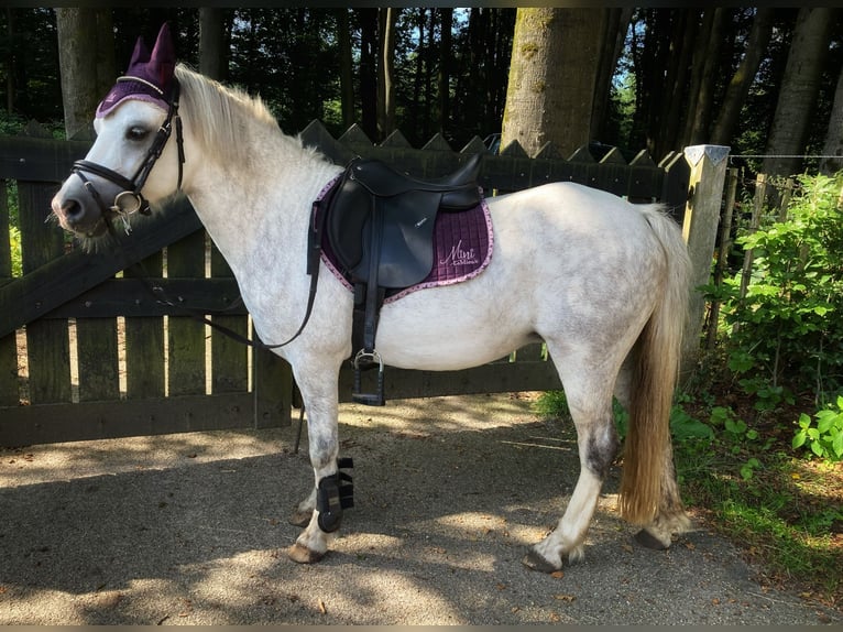 Welsh A (Mountain Pony) Mare 7 years 11,3 hh Gray-Blue-Tan in Arnhem