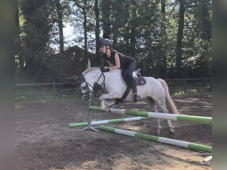 Welsh A (Mountain Pony) Mare 7 years 11,3 hh Gray-Blue-Tan in Arnhem