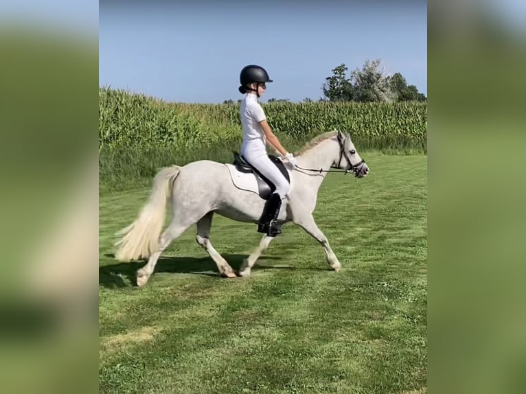 Welsh A (Mountain Pony) Mare 7 years 11,3 hh Gray-Blue-Tan in Arnhem