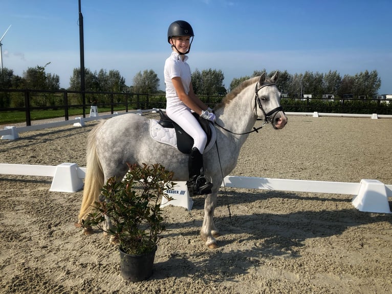 Welsh A (Mountain Pony) Mare 7 years 11,3 hh Gray-Blue-Tan in Arnhem