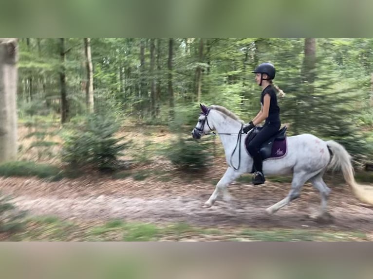 Welsh A (Mountain Pony) Mare 7 years 11,3 hh Gray-Blue-Tan in Arnhem