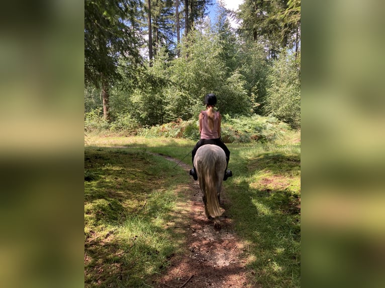 Welsh A (Mountain Pony) Mare 7 years 11,3 hh Gray-Blue-Tan in Arnhem