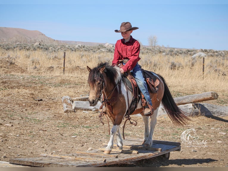 Welsh A (Mountain Pony) Mix Mare 7 years 12 hh Buckskin in Cody
