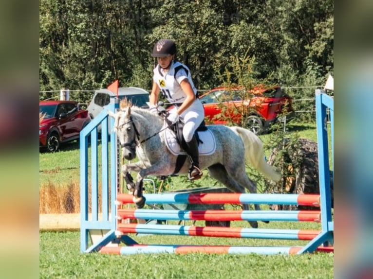 Welsh A (Mountain Pony) Mix Mare 7 years 12 hh Gray in Angerberg