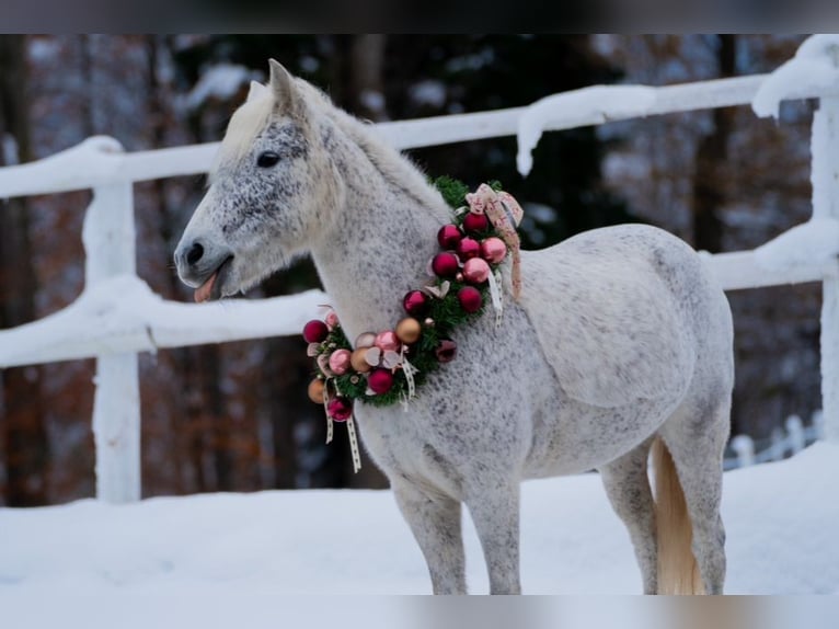 Welsh A (Mountain Pony) Mix Mare 7 years 12 hh Gray in Angerberg