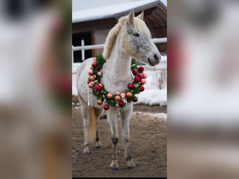 Welsh A (Mountain Pony) Mix Mare 7 years 12 hh Gray in Angerberg