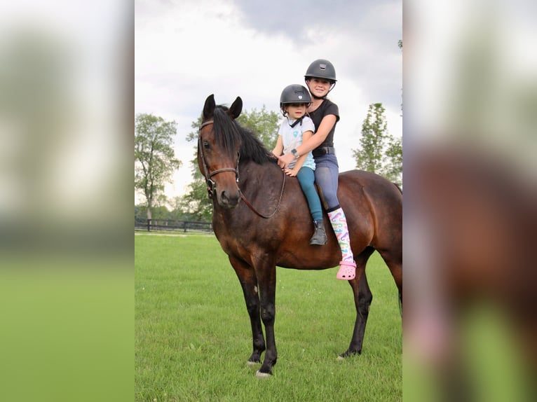 Welsh A (Mountain Pony) Mare 7 years 14,2 hh Bay in HIghland MI