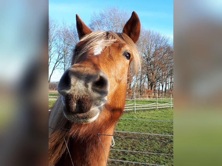 Welsh A (Mountain Pony) Mix Mare 7 years Brown-Light in Raddestorf