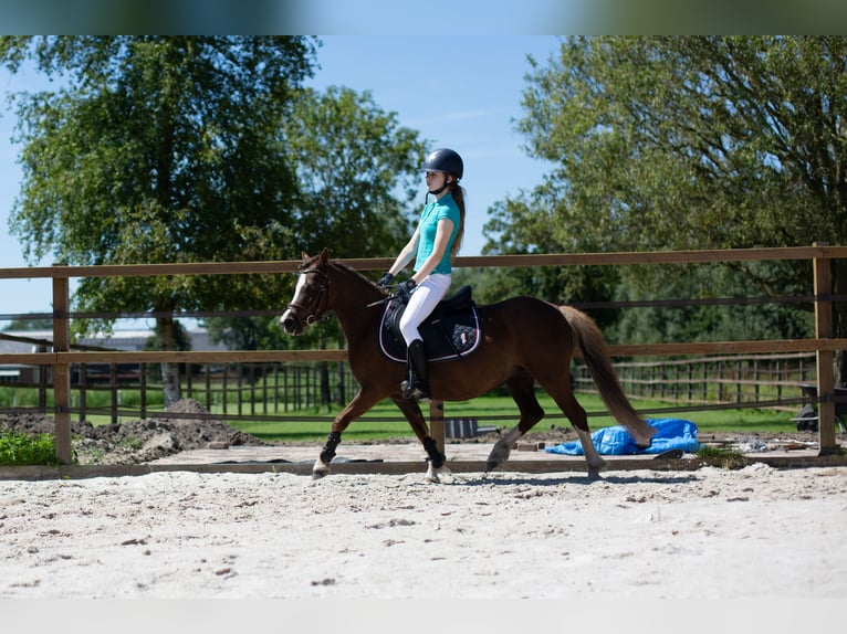 Welsh A (Mountain Pony) Mare 8 years 11,1 hh Chestnut in Wagenborgen