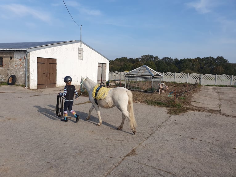 Welsh A (Mountain Pony) Mix Mare 8 years 11,1 hh Gray in Eilenburg