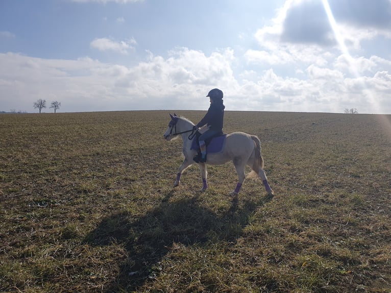 Welsh A (Mountain Pony) Mix Mare 8 years 11,1 hh Gray in Eilenburg