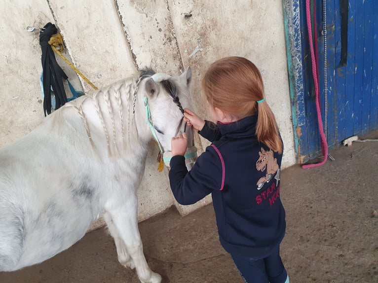 Welsh A (Mountain Pony) Mix Mare 8 years 11,1 hh Gray in Eilenburg