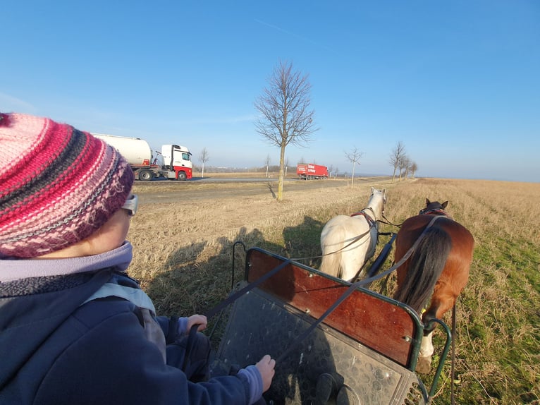 Welsh A (Mountain Pony) Mix Mare 8 years 11,1 hh Gray in Eilenburg