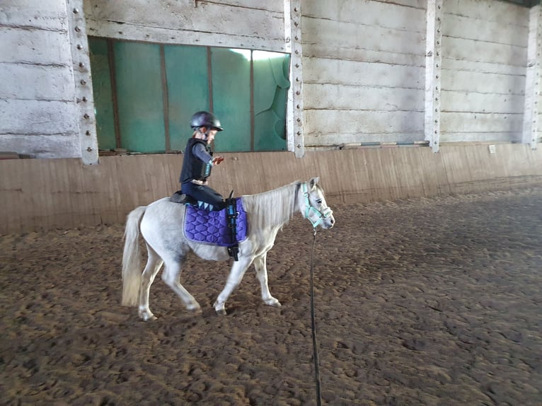 Welsh A (Mountain Pony) Mix Mare 8 years 11,1 hh Gray in Eilenburg