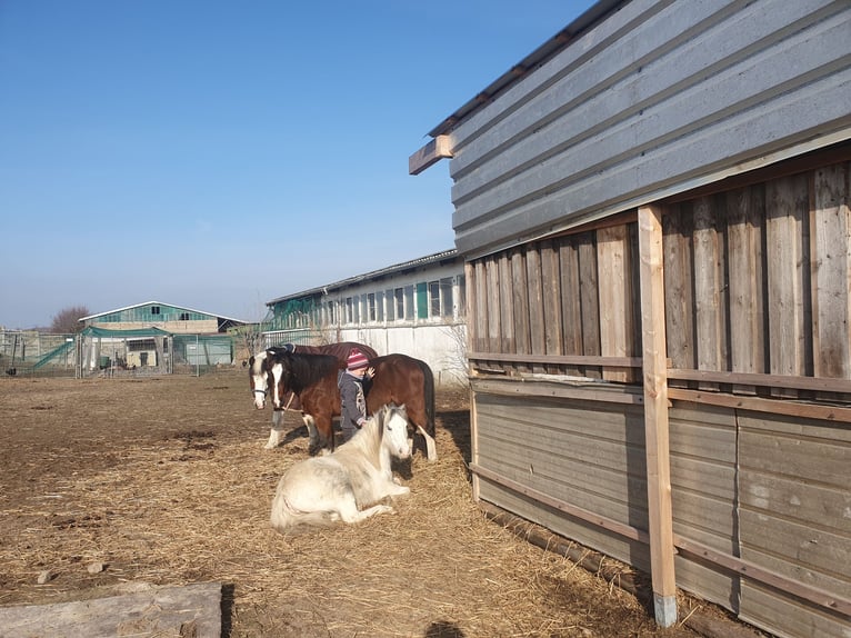 Welsh A (Mountain Pony) Mix Mare 8 years 11,1 hh Gray in Eilenburg