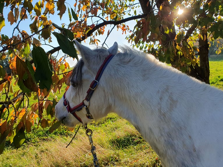 Welsh A (Mountain Pony) Mix Mare 8 years 11,1 hh Gray in Eilenburg