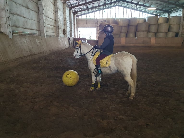 Welsh A (Mountain Pony) Mix Mare 8 years 11,1 hh Gray in Eilenburg