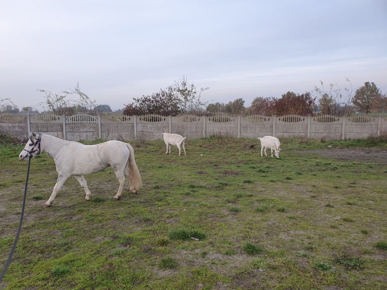 Welsh A (Mountain Pony) Mix Mare 8 years 11,1 hh Gray in Eilenburg