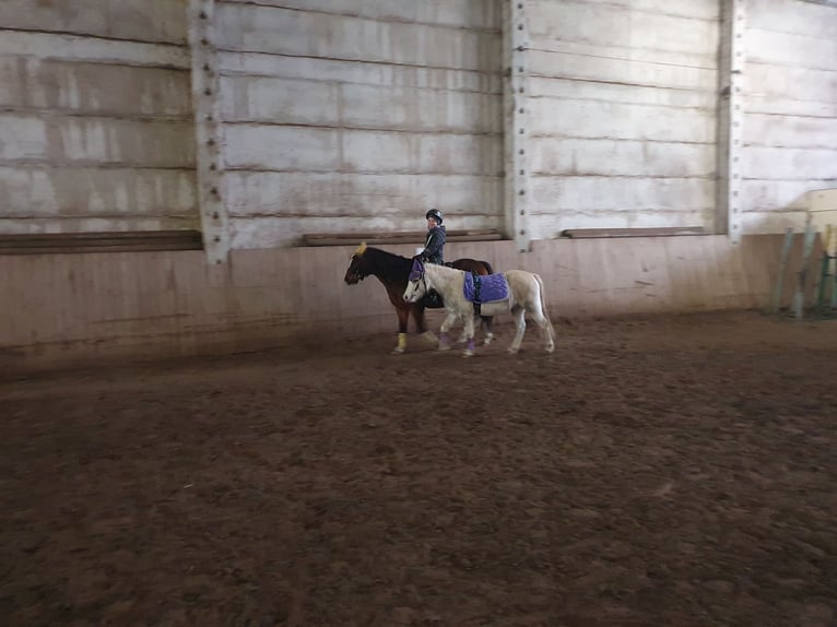 Welsh A (Mountain Pony) Mix Mare 8 years 11,1 hh Gray in Eilenburg