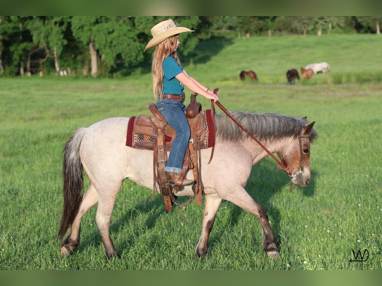 Welsh A (Mountain Pony) Mare 8 years 11,1 hh Roan-Bay in Carthage, TX