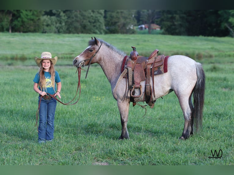 Welsh A (Mountain Pony) Mare 8 years 11,1 hh Roan-Bay in Carthage, TX