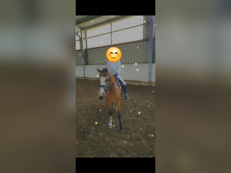 Welsh A (Mountain Pony) Mare 8 years 11,2 hh Brown in Bremervörde
