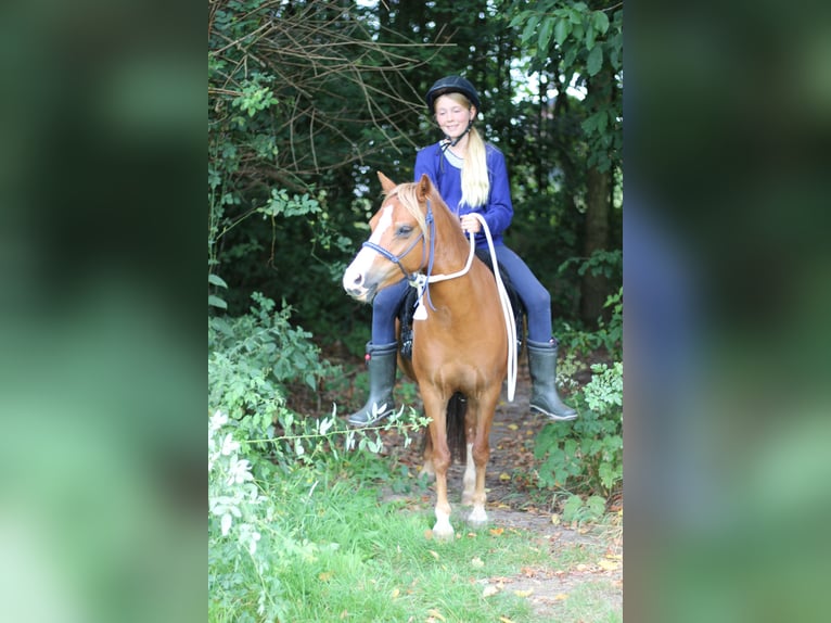 Welsh A (Mountain Pony) Mare 8 years 11,2 hh Chestnut-Red in Erichem