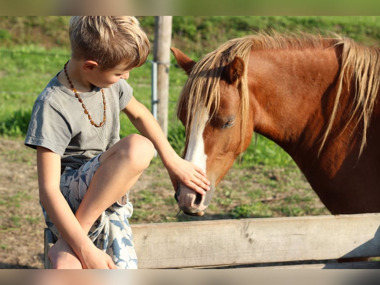 Welsh A (Mountain Pony) Mare 8 years 11,2 hh Chestnut-Red in Erichem