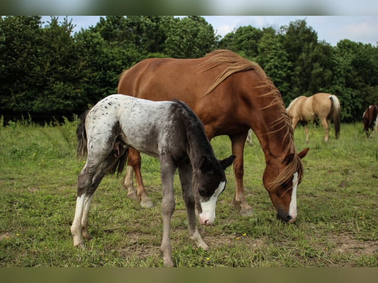 Welsh A (Mountain Pony) Mare 8 years 11,2 hh Chestnut-Red in Erichem