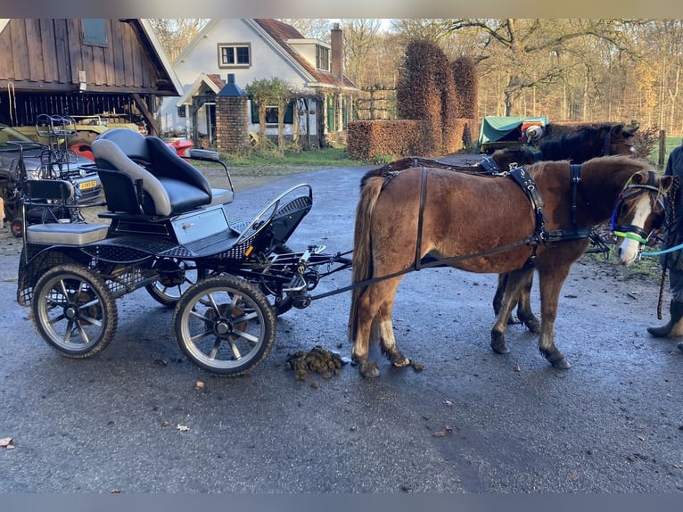 Welsh A (Mountain Pony) Mare 8 years 11,2 hh Chestnut-Red in Erichem