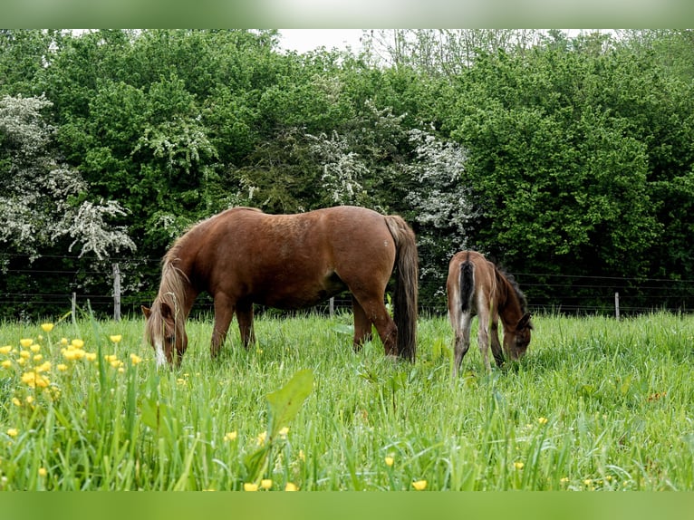 Welsh A (Mountain Pony) Mare 8 years 11,2 hh Chestnut-Red in Erichem