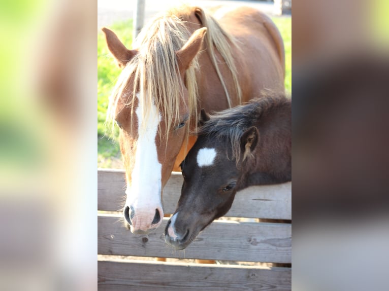 Welsh A (Mountain Pony) Mare 8 years 11,2 hh Chestnut-Red in Erichem