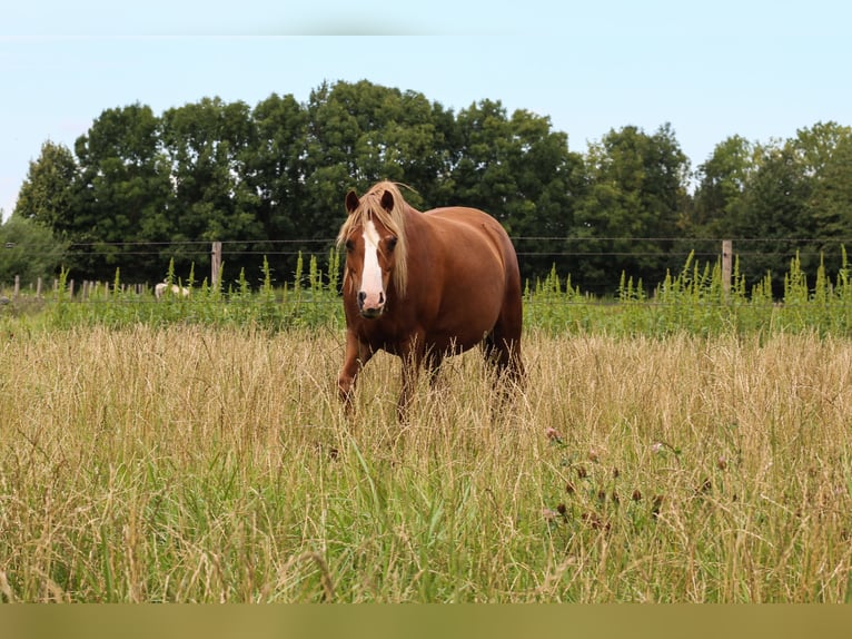 Welsh A (Mountain Pony) Mare 8 years 11,2 hh Chestnut-Red in Erichem