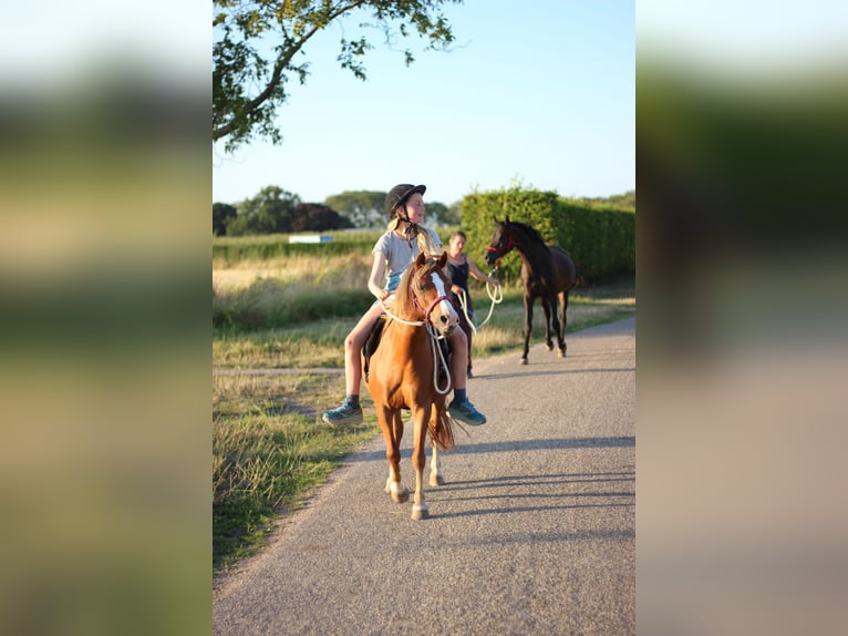 Welsh A (Mountain Pony) Mare 8 years 11,2 hh Chestnut-Red in Erichem