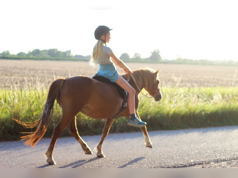 Welsh A (Mountain Pony) Mare 8 years 11,2 hh Chestnut-Red in Erichem