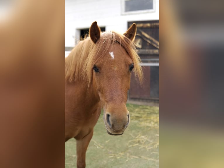 Welsh A (Mountain Pony) Mare 8 years 11,2 hh Chestnut-Red in Köln