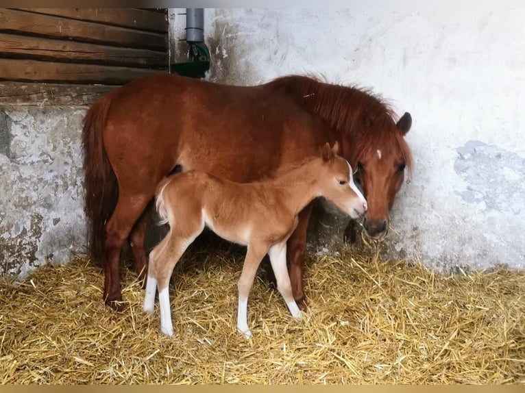 Welsh A (Mountain Pony) Mare 8 years 11,2 hh Chestnut-Red in Köln