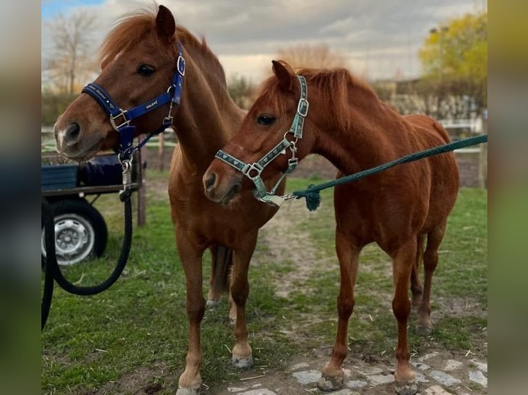 Welsh A (Mountain Pony) Mare 8 years 11,2 hh Chestnut-Red in Köln